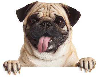 Pug Happy