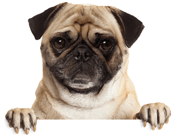 Pug Sad