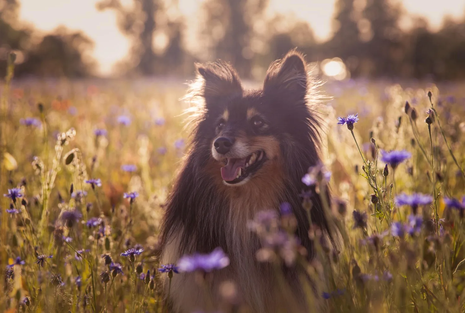 Shetland Sheepdog standing in a field of purple flowers