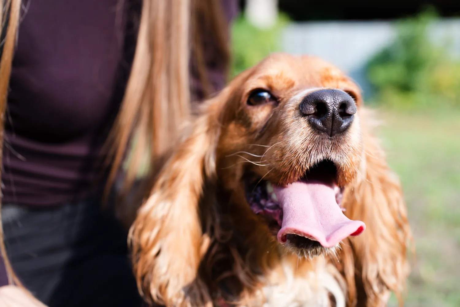 Close-up of a cocker spaniel with its tongue out