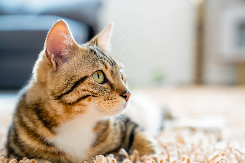 Close-up of a tabby cat sitting on a carpet