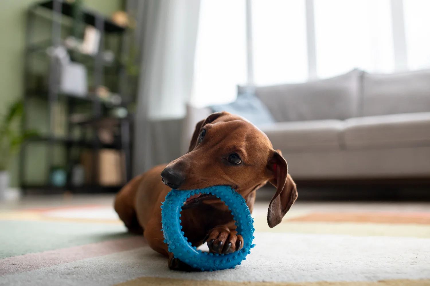A dachshund lying on a rug chewing a blue ring toy