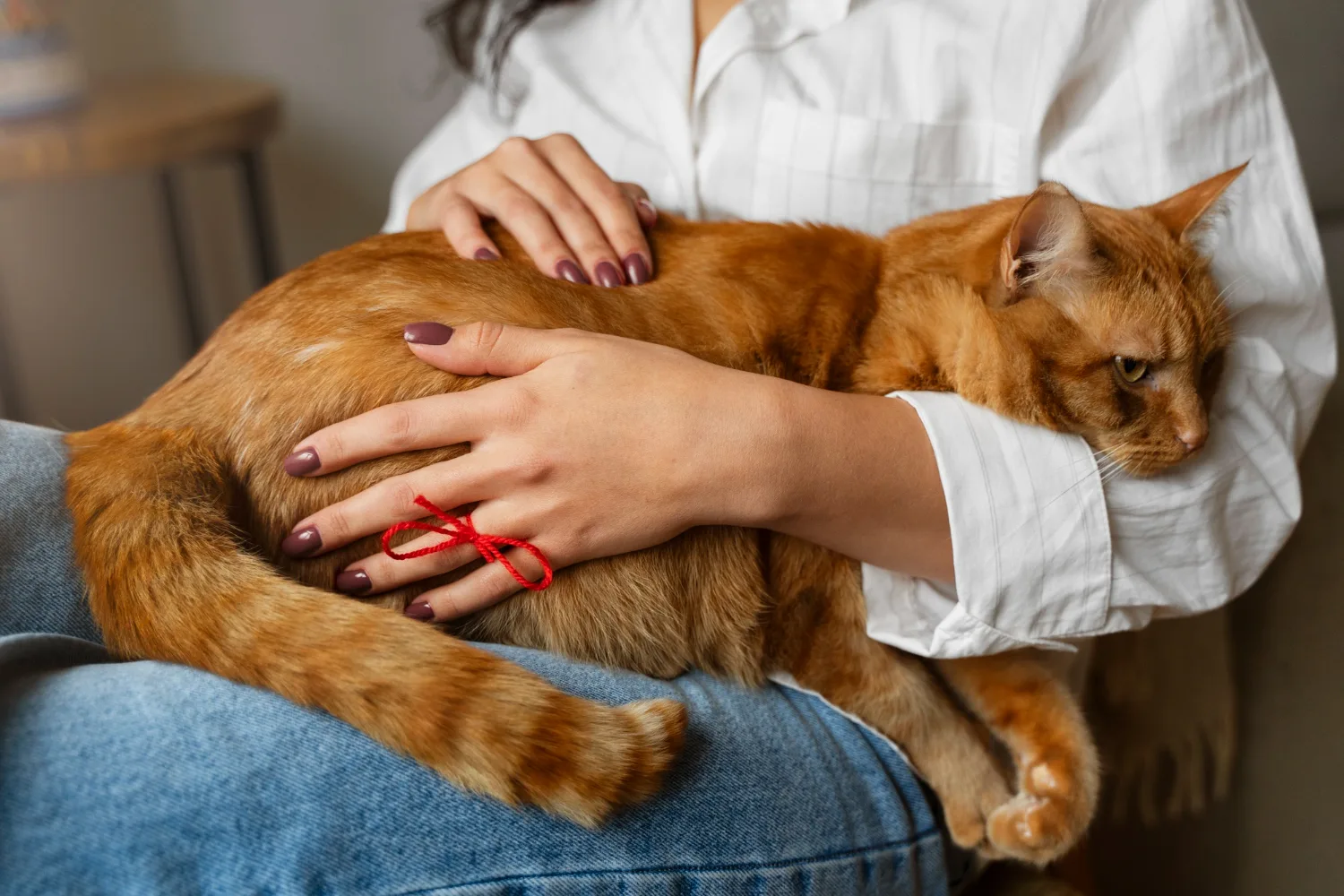 A person holding an orange cat on their lap