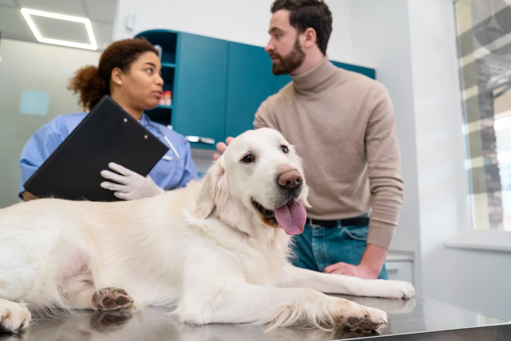 Veterinarians discussing test results with a pet owner in a bright, modern exam room