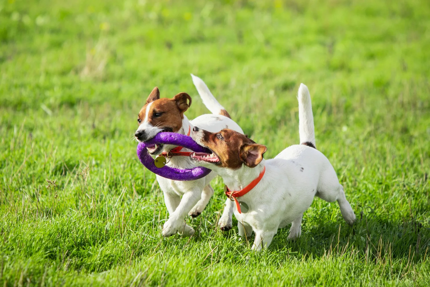 Two small dogs running and playing together in a grassy field