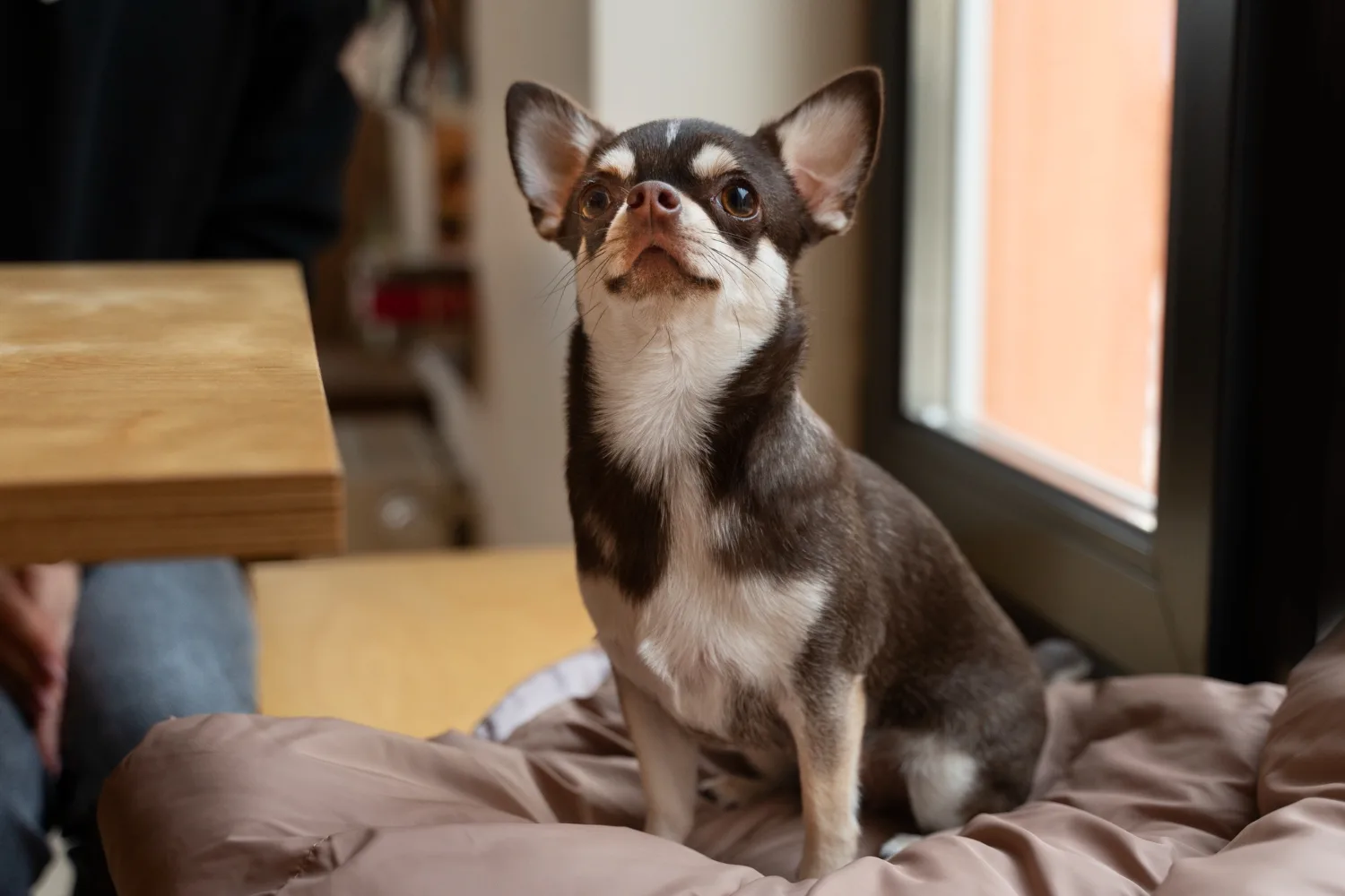 A chihuahua sitting on a cushion looking upward