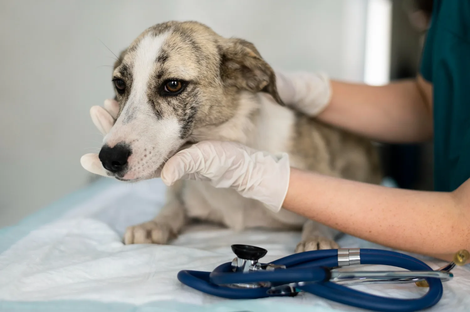 A veterinary staff member in scrubs examining a dog's head on an exam table, with a stethoscope nearby