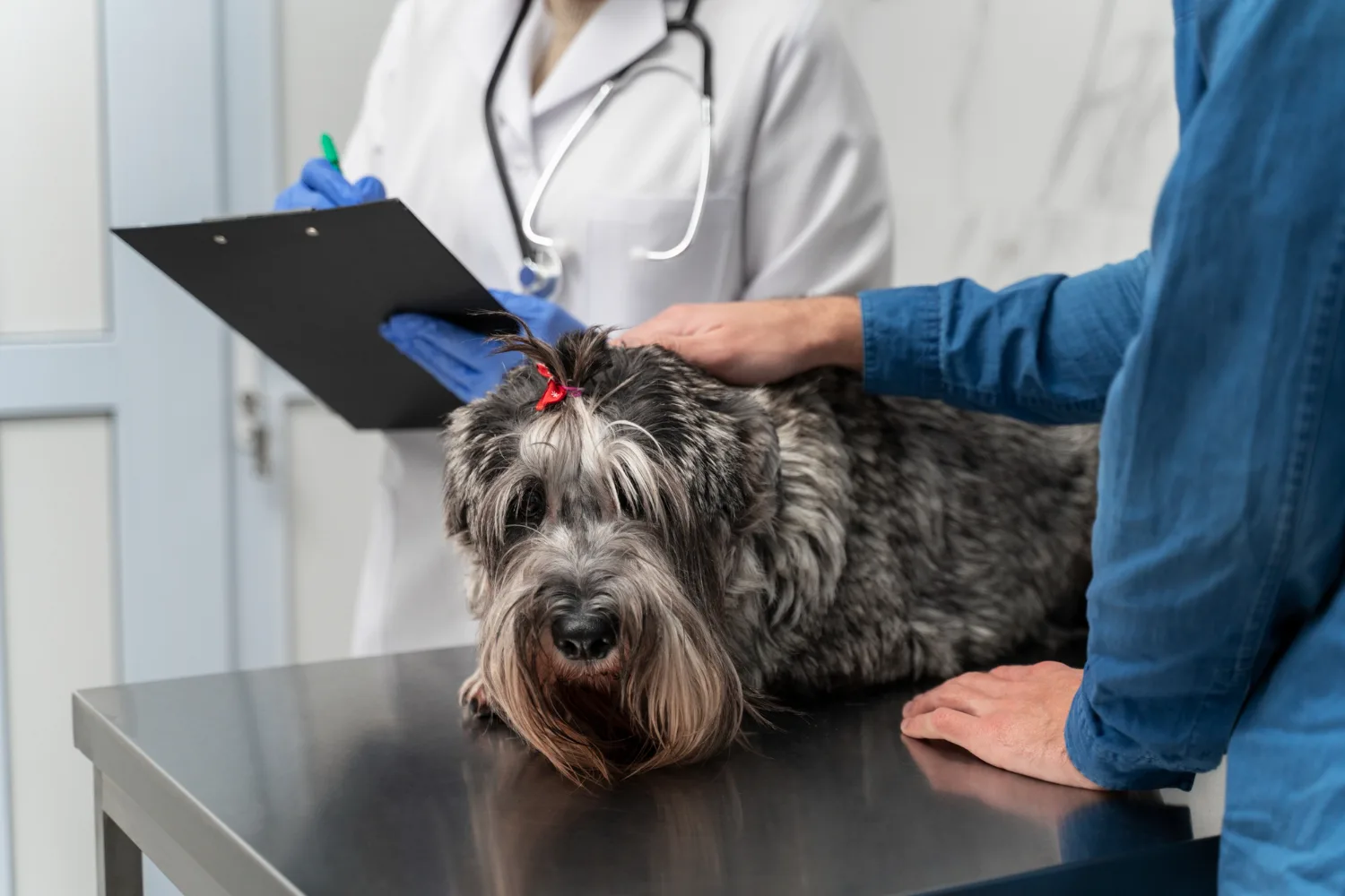 Veterinarian examining a dog up close during a dental checkup