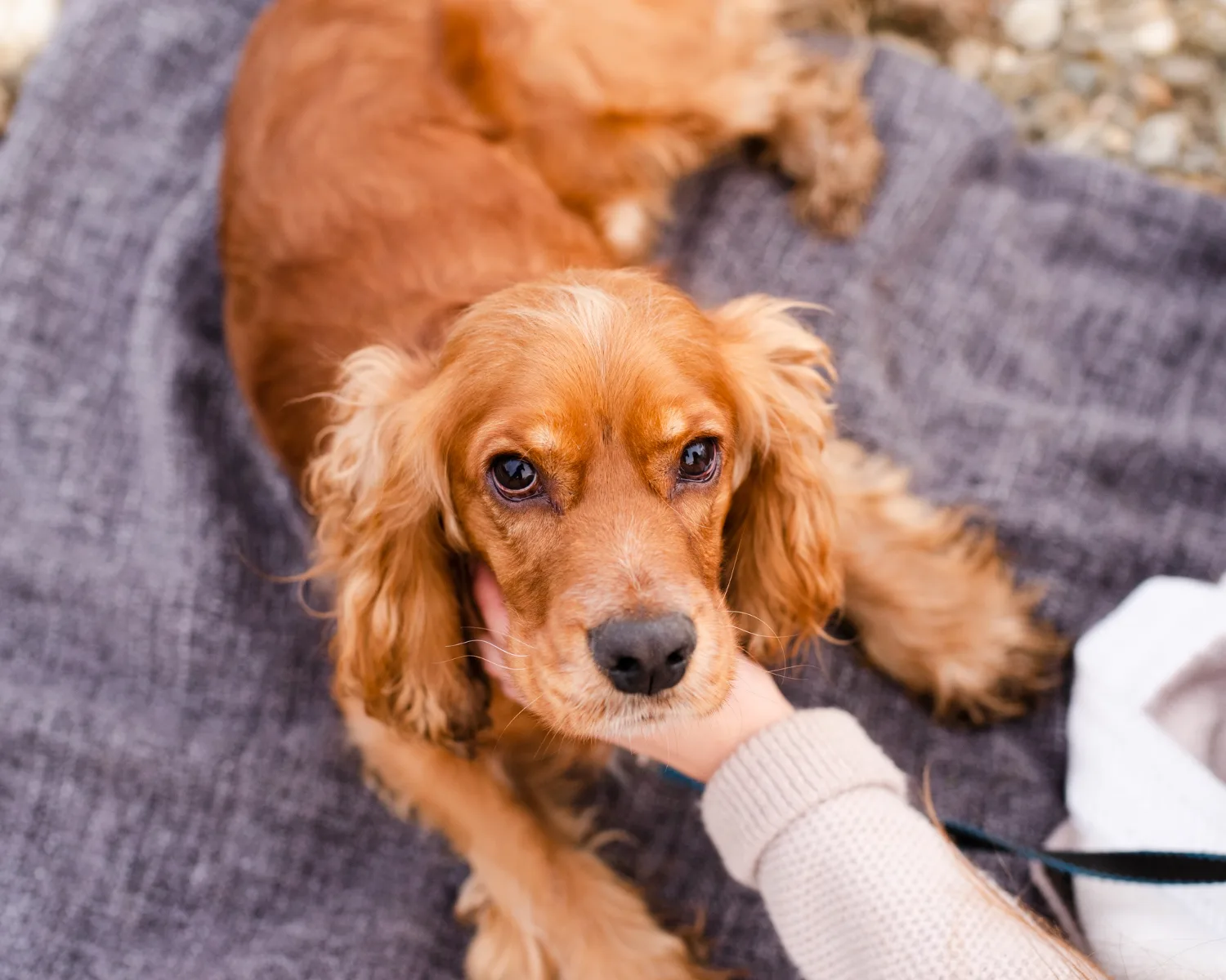A cocker spaniel looking up while a person's hand touches its chin