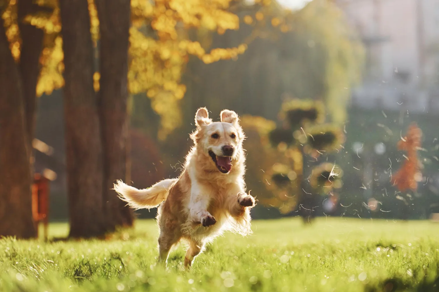 A golden retriever running through a grassy park