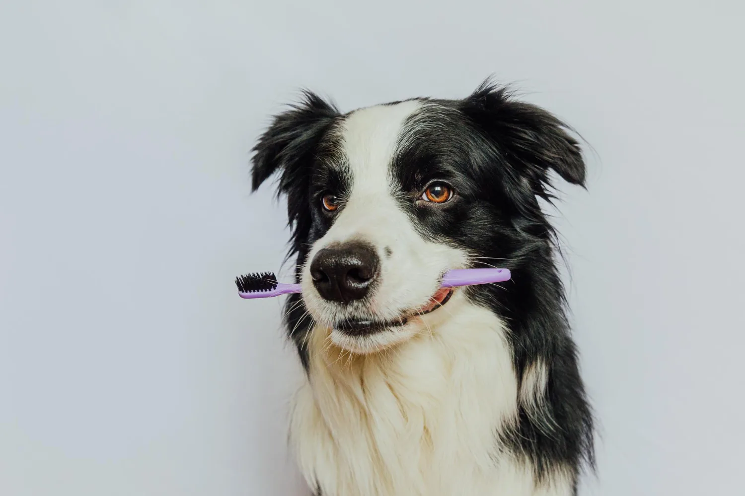 A border collie holding a toothbrush in its mouth