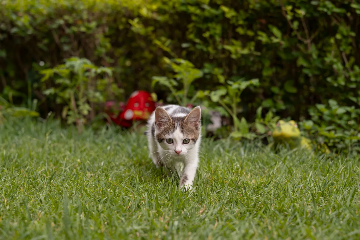 A kitten walking through grass in a garden