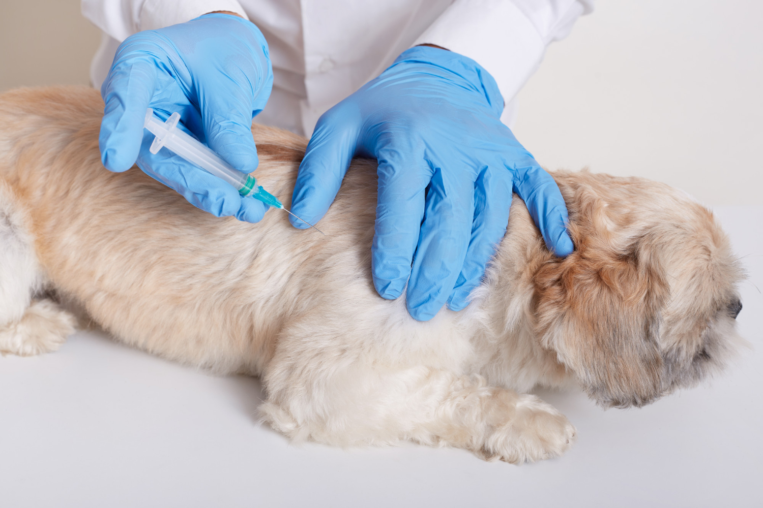 Veterinarian administering a vaccine to a happy, healthy dog or cat in a modern exam room