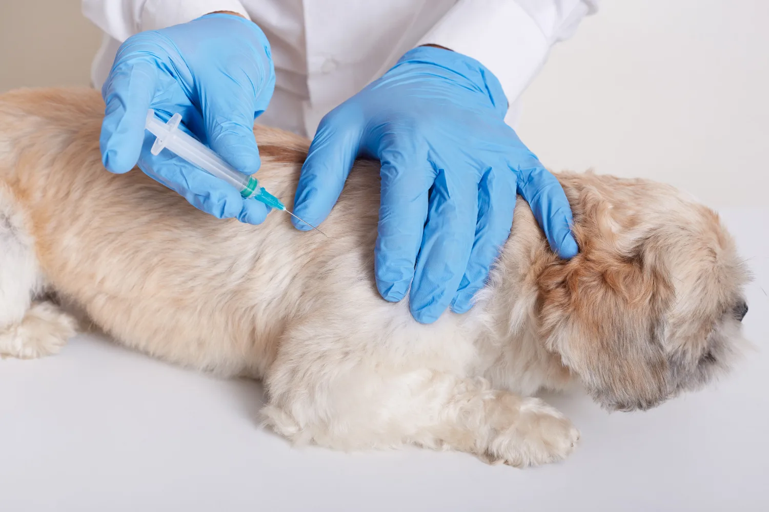 Veterinarian administering a vaccine to a happy, healthy dog or cat in a modern exam room