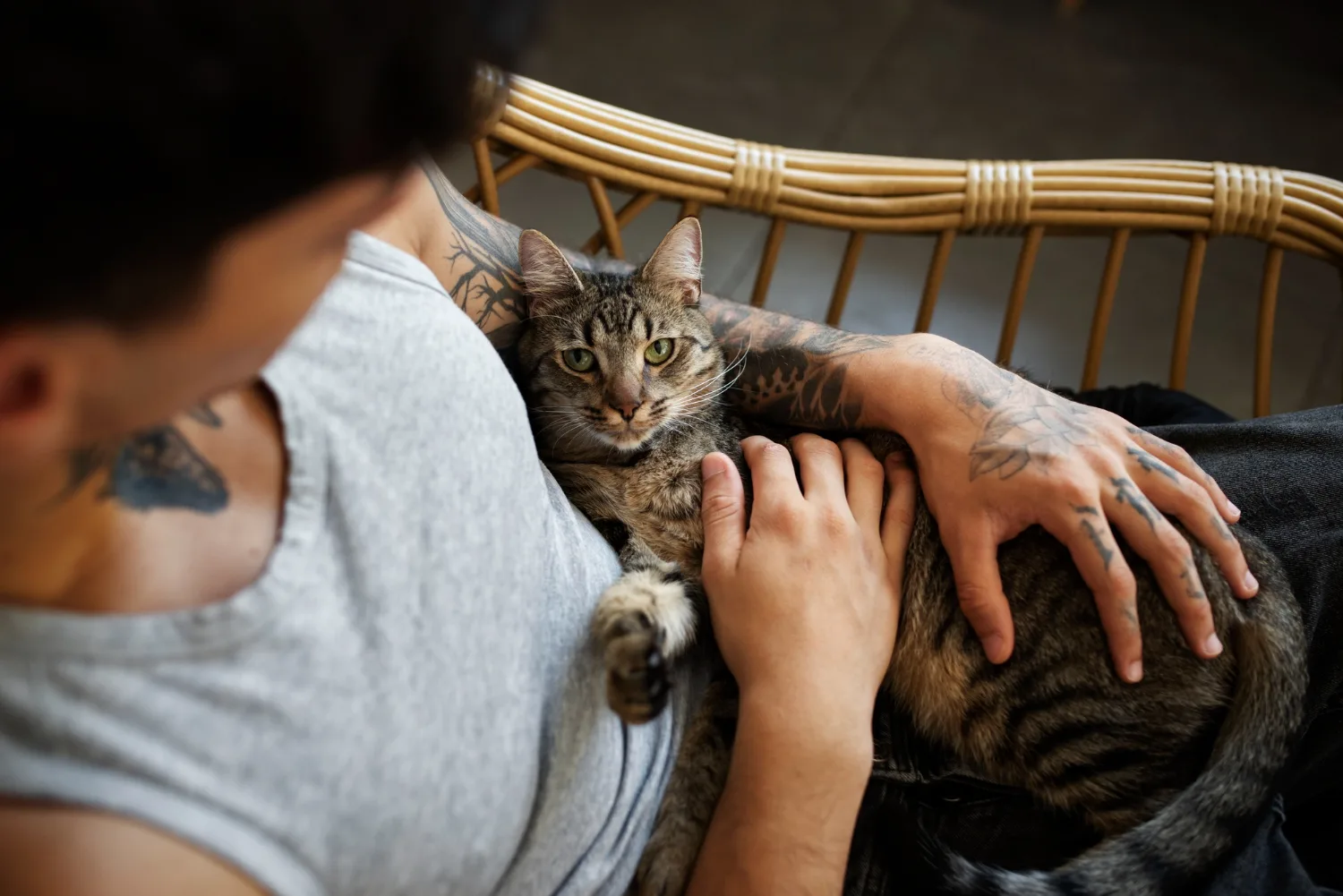 A person holding a tabby cat on their lap