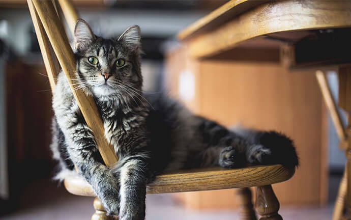 Cat requiring late-night veterinary care and monitoring