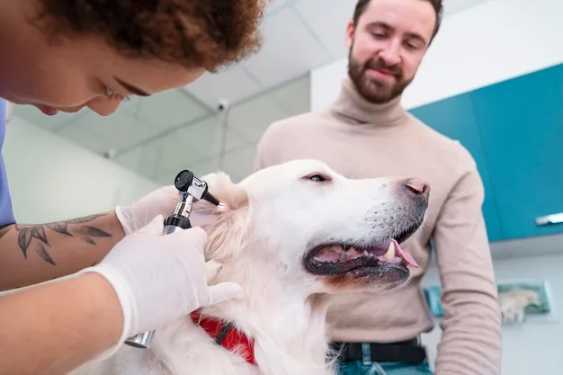 Cat receiving veterinary urgent care examination at Mtn. Green Animal Hospital
