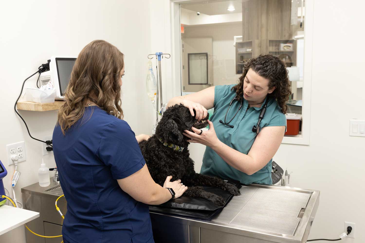 Veterinarian performing a pet examination at Mtn Green Animal Hospital