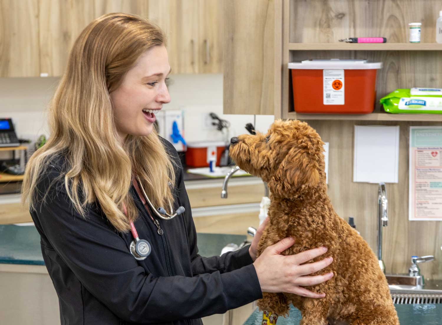 Veterinarian interacting with a dog during a wellness visit