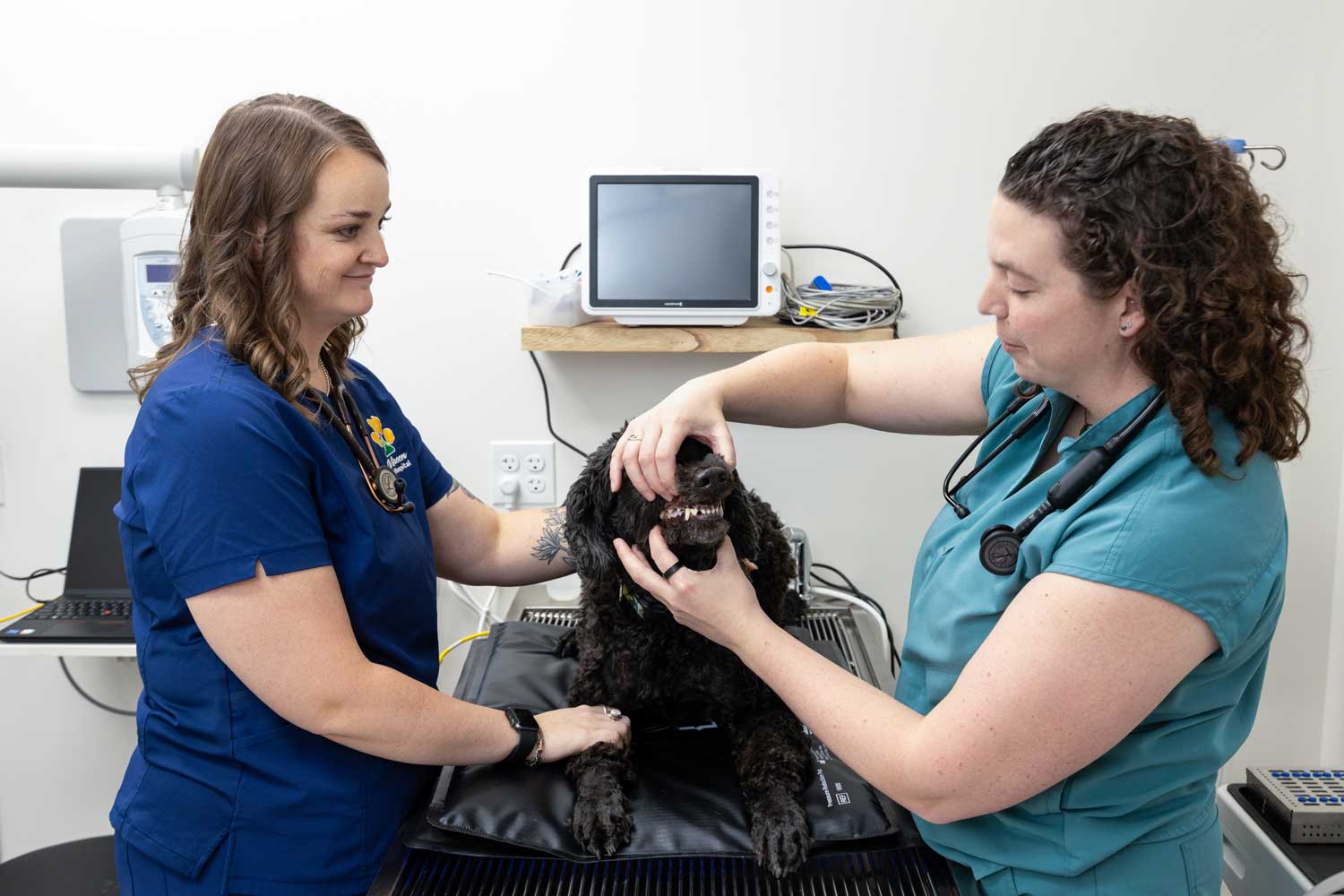 An attentive veterinary team providing emergency care to a pet, focused on teamwork and compassion