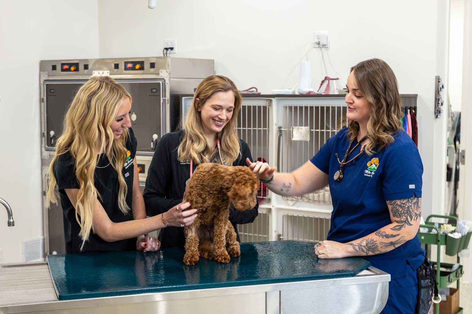 Smiling veterinary nurses comforting a cat or dog with a treat after vaccination
