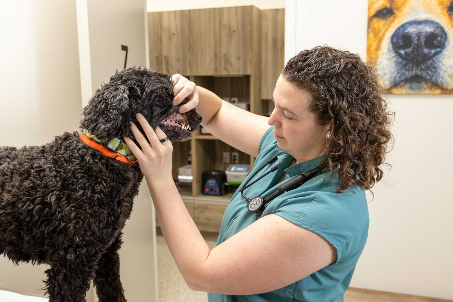 A friendly veterinarian performing a dental cleaning on a relaxed dog or cat