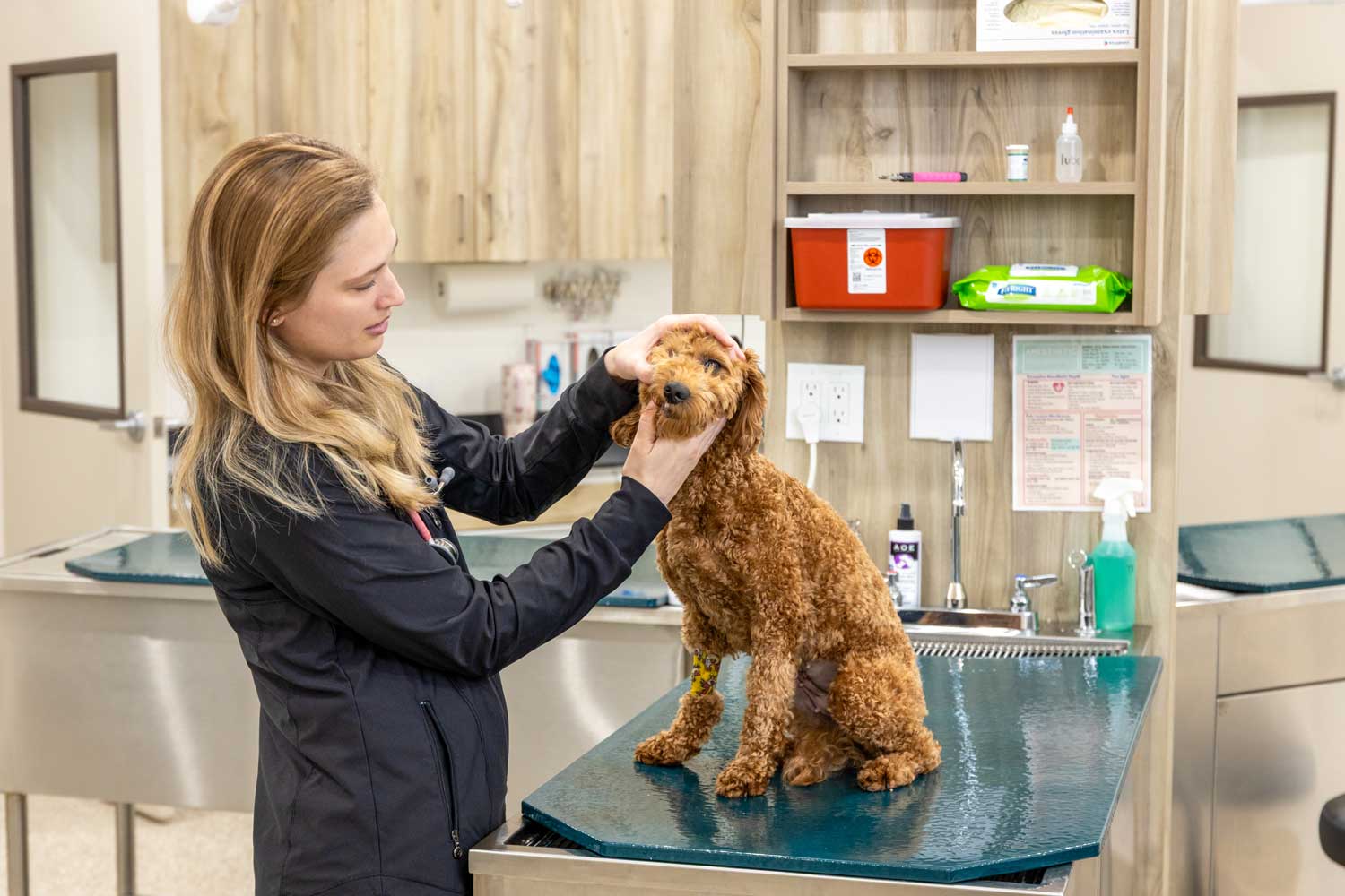 A veterinarian gently examining a happy dog or cat on an exam table in a bright, welcoming exam room