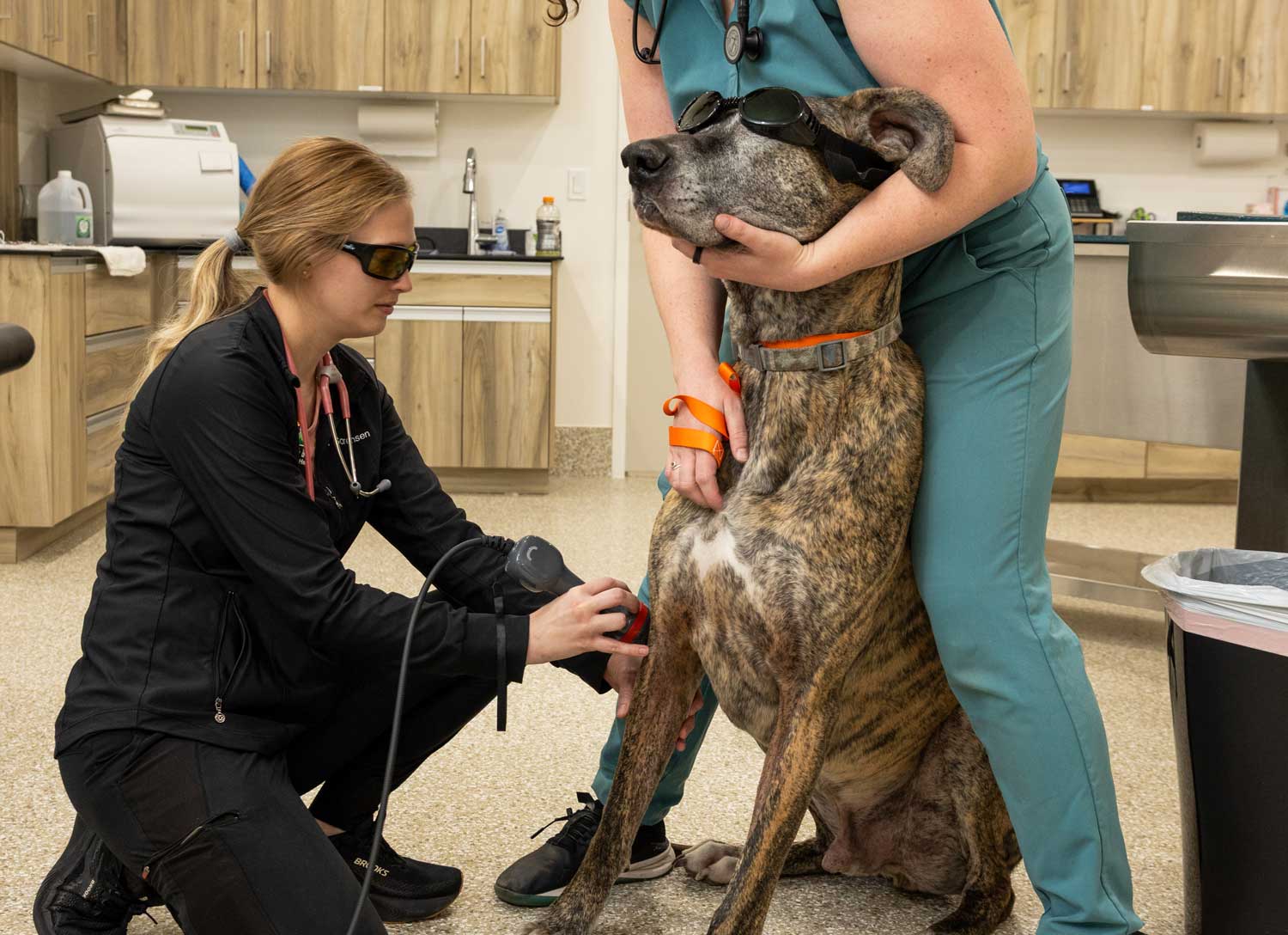 Dog receiving laser therapy treatment from a veterinary professional in a calm, modern clinic setting