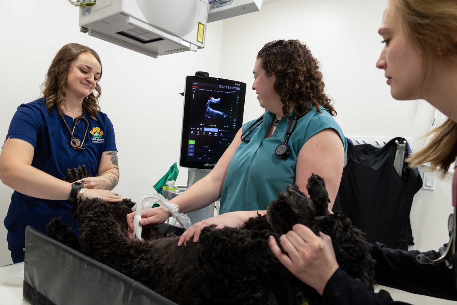 Veterinarian gently performing an abdominal ultrasound scan on a calm dog or cat