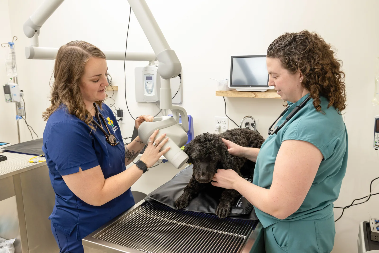 Veterinary X-ray image of a pet