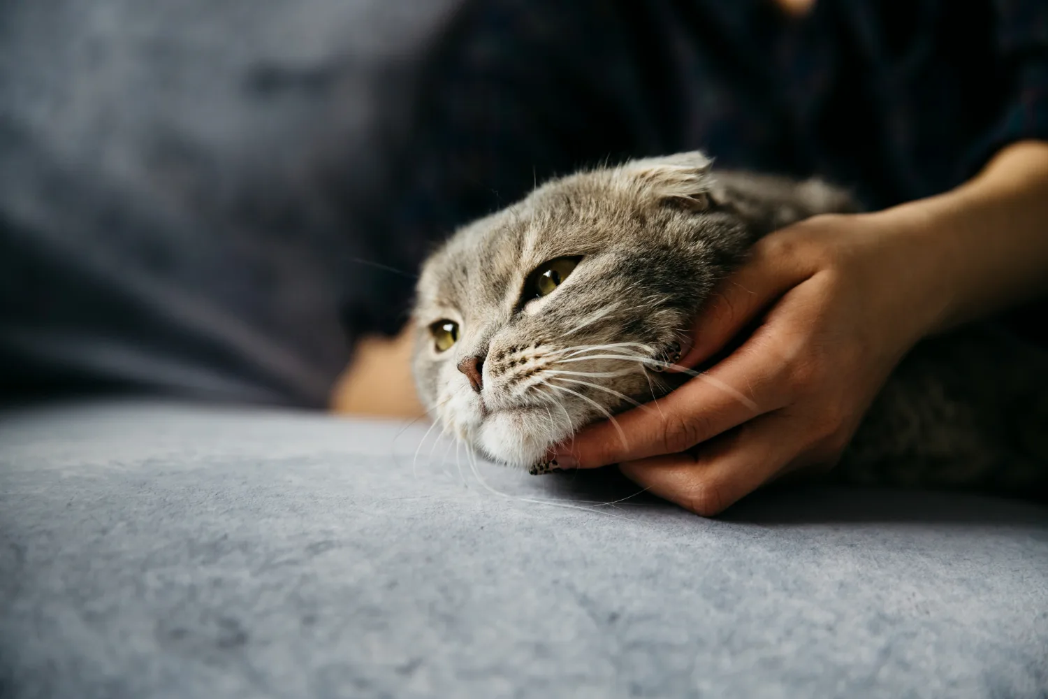 A gray cat resting while a person's hand gently holds its head