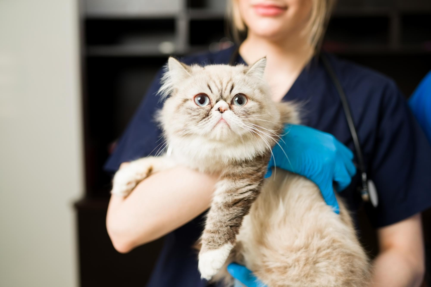 Veterinary professional holding a cat during a sick pet visit