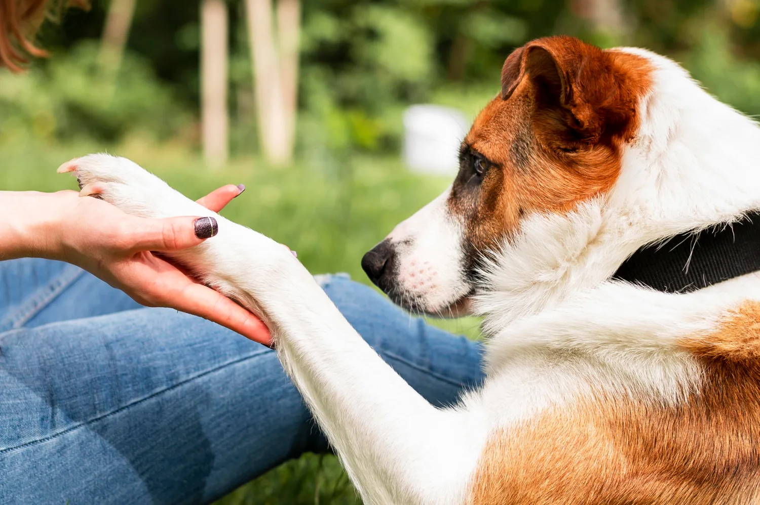 A dog placing its paw in its owner's hand outdoors