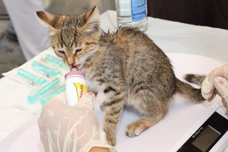 Summer Dehydration Risks for Mountain Green Dogs and Cats