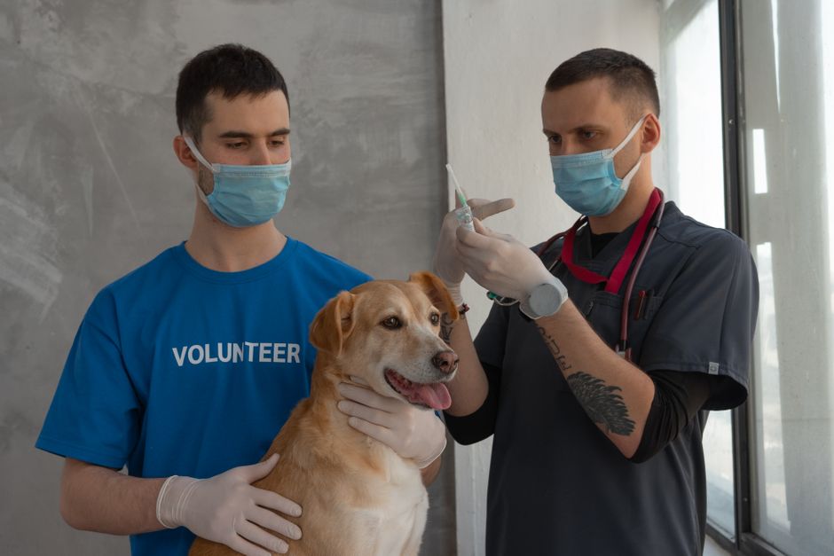 Preventing Heatstroke in Dogs and Cats This July