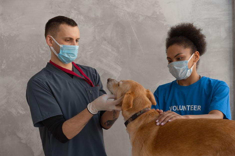Summer Parasite Prevention Tips for Mountain Green Pets
