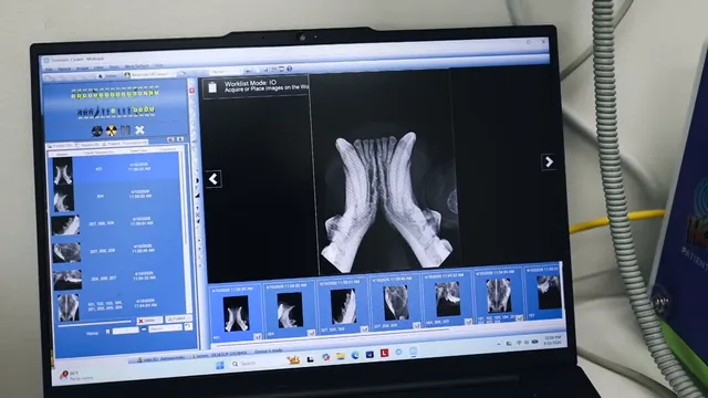 Dental X-rays of a cat’s teeth on the screen during a dental procedure