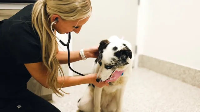 A member of our team listening to a dog’s heart with a stethoscope in an exam room